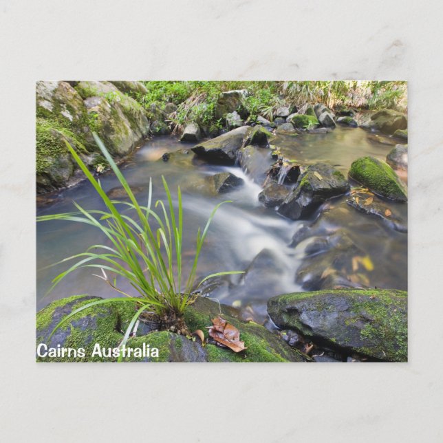 Cairns Forest Australia Post Card Postkarte (Vorderseite)