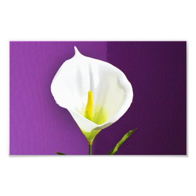 Cala Lily Blume Fotodruck (Vorne)