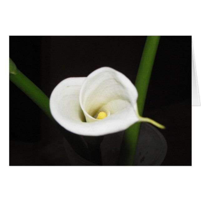 Cala Lily Card (Vorderseite (Horizontal))