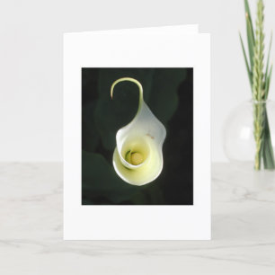 cala lily greeting card karte
