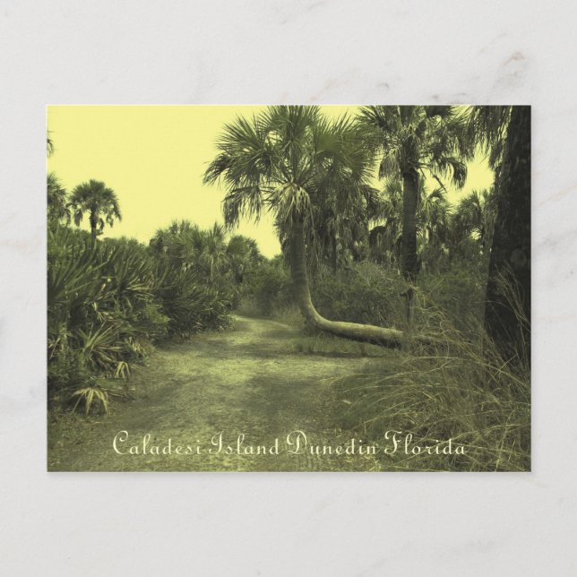 Caladesi Island Dunedin Fl Postcard Postkarte (Vorderseite)