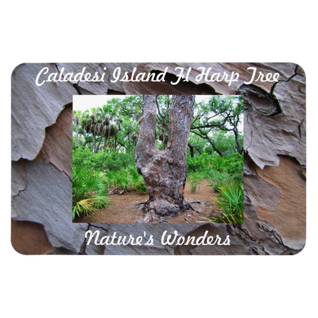 Caladesi Island Fl Harp Tree Premium Flexi Magnet (Horizontal)