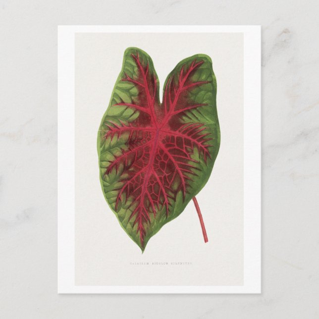 Caladium bicolor splendens Blattillustration.  Postkarte (Vorderseite)