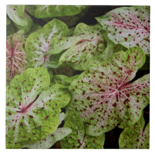 Caladium Gingerland Fliese