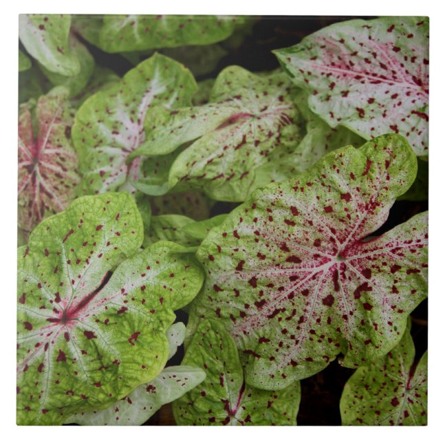 Caladium Gingerland Fliese (Vorderseite)