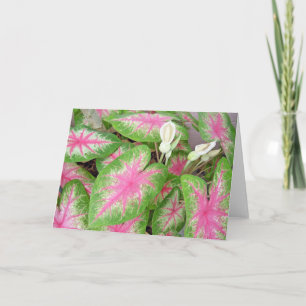 Caladiums Karte