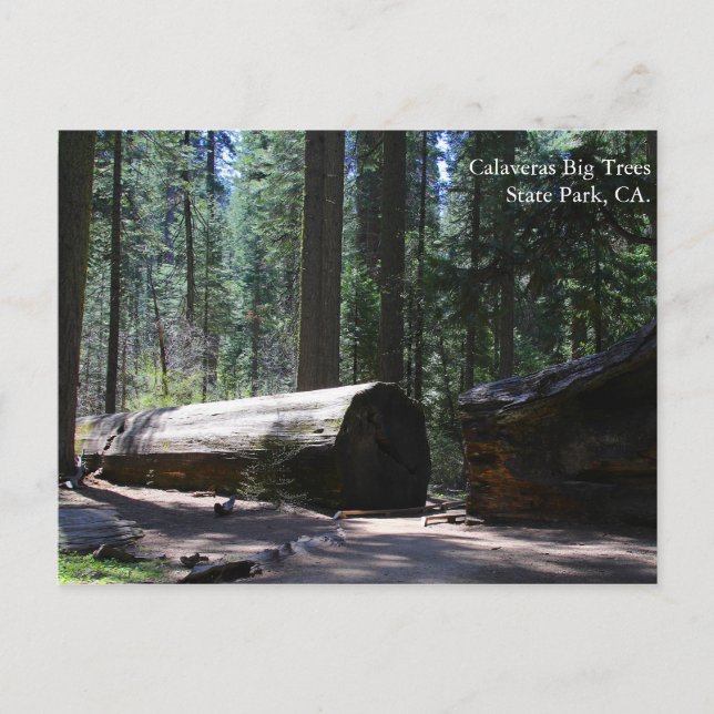 Calaveras Big Trees Staat Park, CA. Postkarte (Vorderseite)