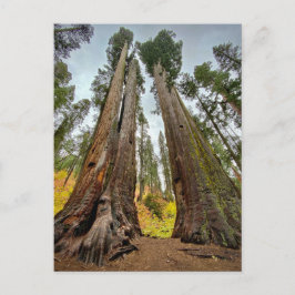 Calaveras Big Trees Staat Park, Kalifornien Postkarte
