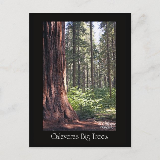 Calaveras große Bäume Postkarte (Vorderseite)