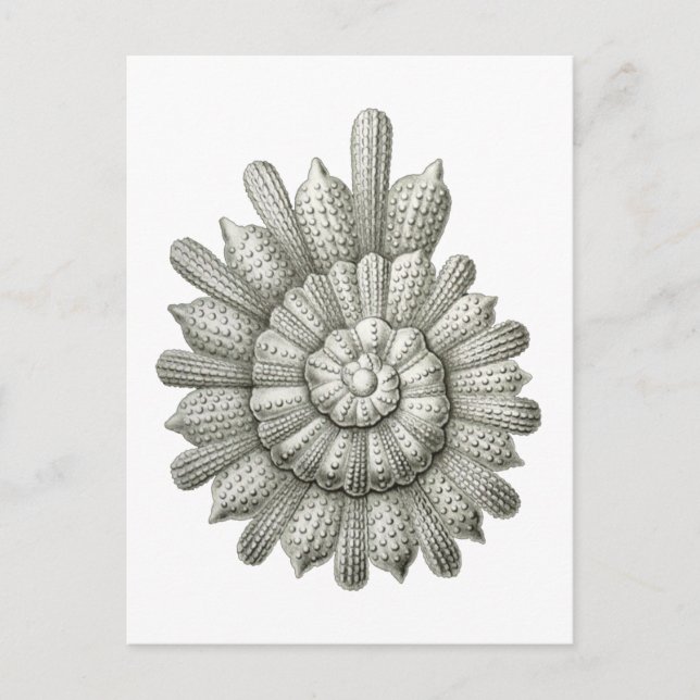 Calcarina clavigera Ernst Haeckel Kunst, Dichtung  Postkarte (Vorderseite)