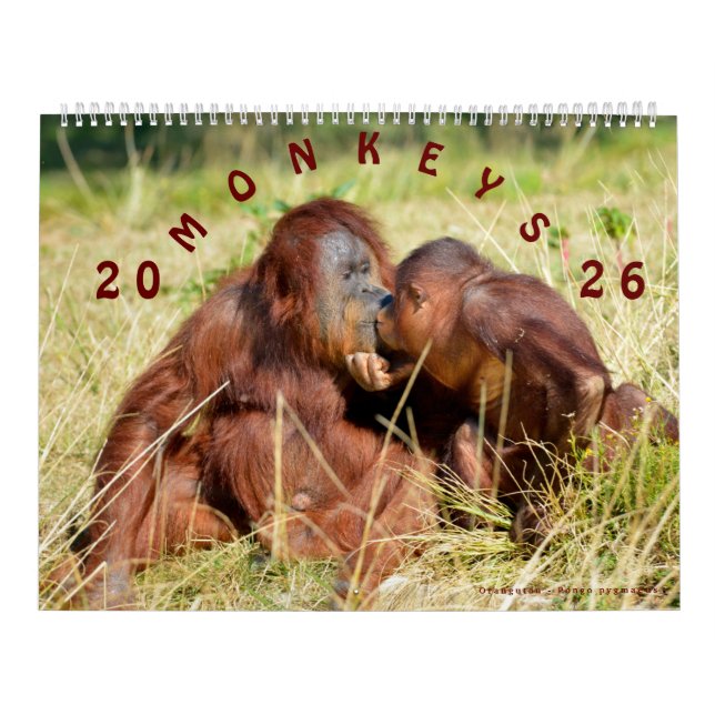 Calendar Affen 2023 Kalender (Titelbild)