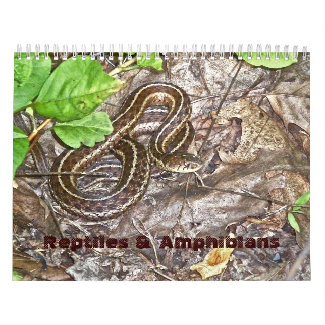 Calendar Reptiles & Amphibien #1 Kalender (Titelbild)