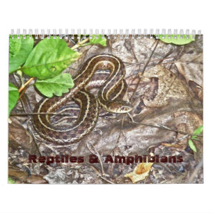 Calendar Reptiles & Amphibien #1 Kalender