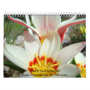 CALENDAR TULIPS Kalender Tulip Blume