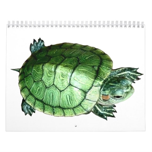 Calendar Turtle Kalender (Titelbild)
