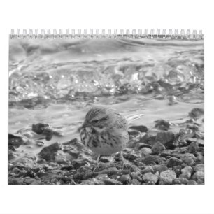 Calendario Betrüger Fotos de Pájaros en blanco Kalender