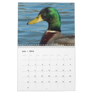 Calendario Betrugfotos de Patos y gansos en-Farbe Kalender