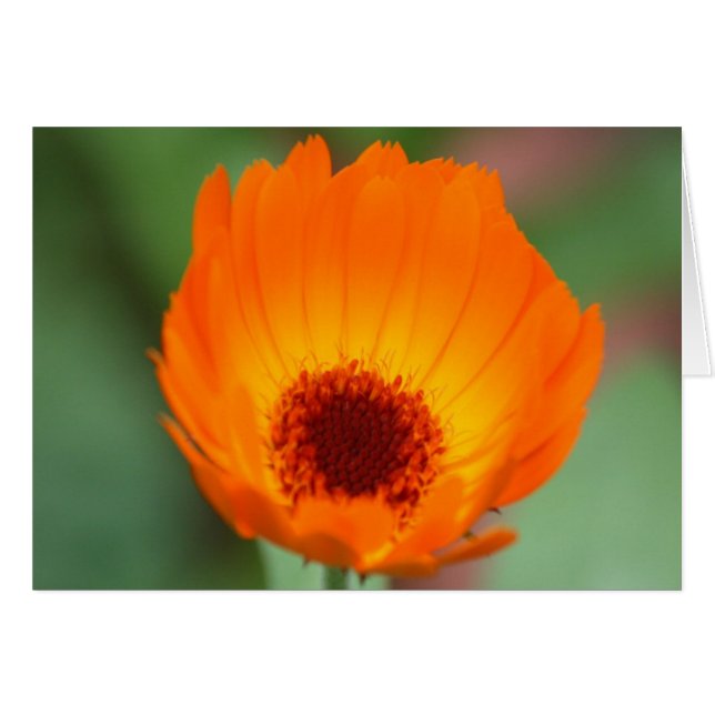 Calendula (Vorderseite (Horizontal))