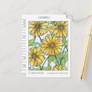Calendula Materia Medica Kräuterstudie Postkarte