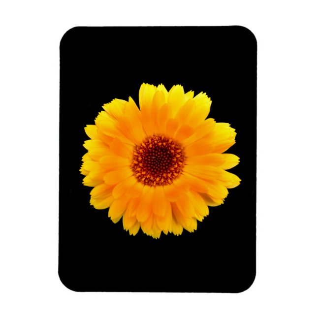 Calendula Officinalis Magnet (Vertikal)