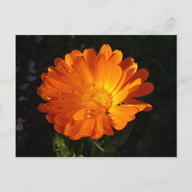 Calendula officinalis postkarte (Vorderseite)