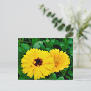 Calendula Officinalis Postkarte