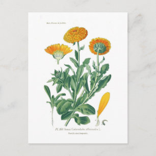 Calendula officinalis (Pot marigold) Postkarte