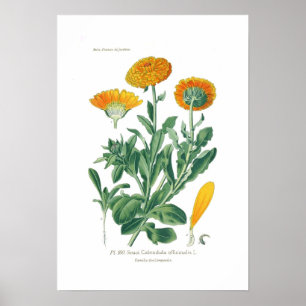 Calendula officinalis (Topfringelblume) Poster