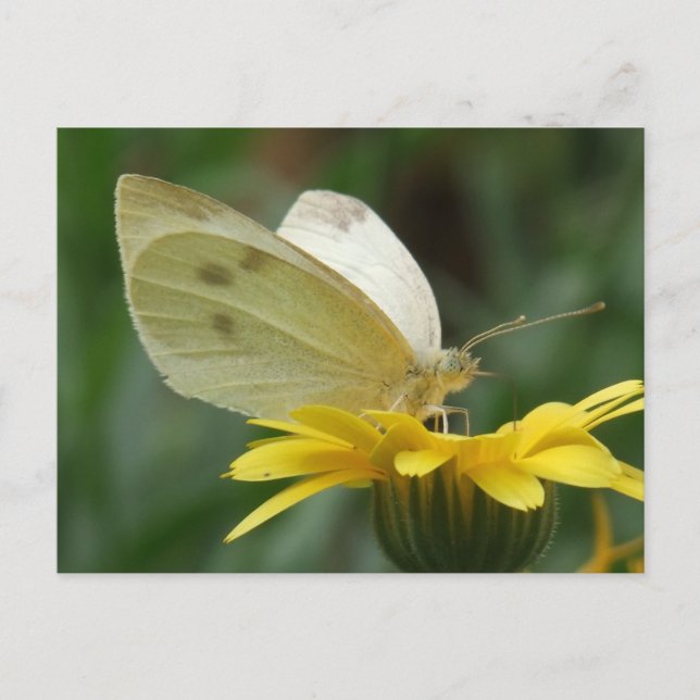 Calendula Party! Postkarte (Vorderseite)