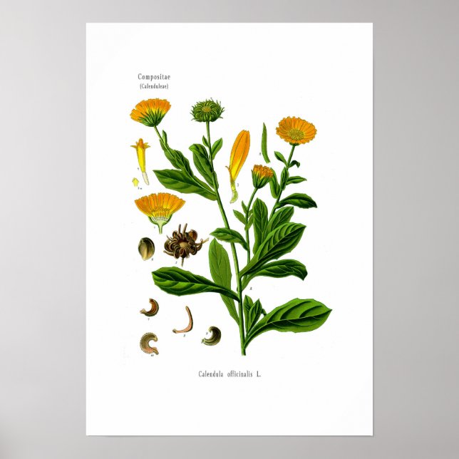 Calendula Poster (Vorne)