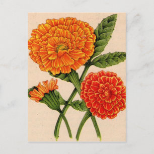 Calendulas in Orange Postkarte