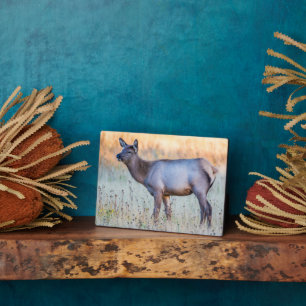 Calf Elk   Madison Junction, Wyoming Fotoplatte