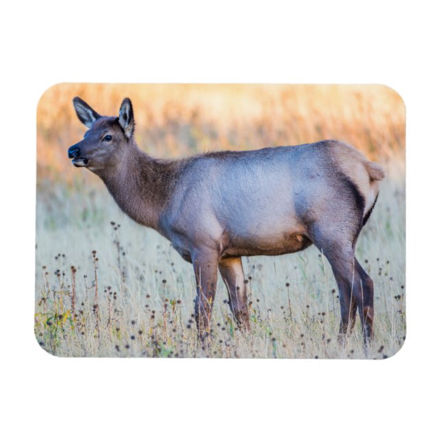 Calf Elk | Madison Junction, Wyoming Magnet (Horizontal)