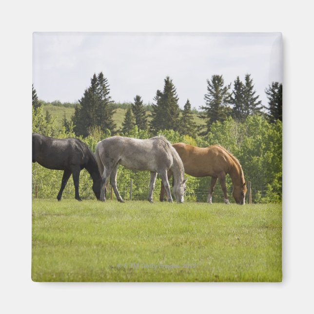 Calgary, Alberta, Kanada Magnet (Vorne)