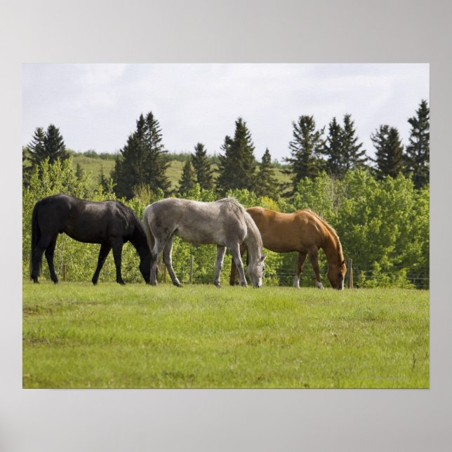 Calgary, Alberta, Kanada Poster (Vorne)