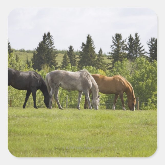 Calgary, Alberta, Kanada Quadratischer Aufkleber (Vorderseite)