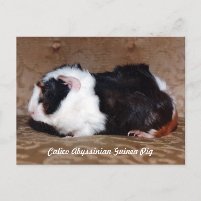Calico Abyssinian Guinea Pig Postkarte (Vorderseite)