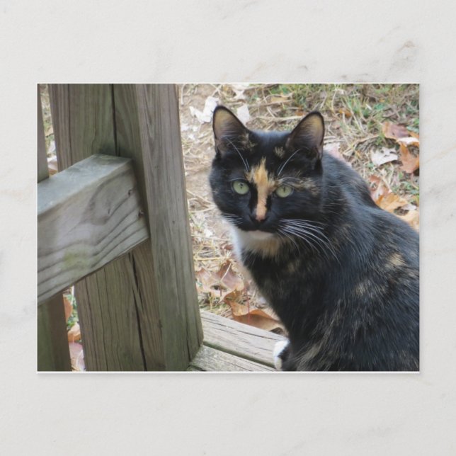 Calico auf Schritten Postkarte (Vorderseite)