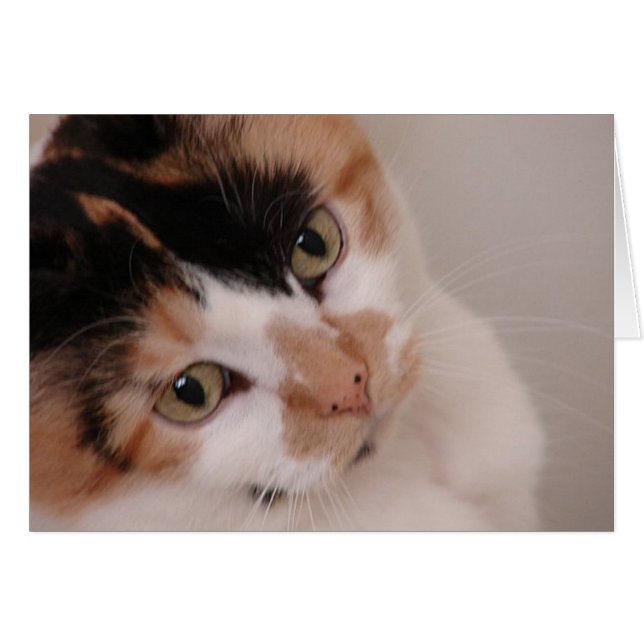 Calico Beauty Cat (Vorderseite (Horizontal))