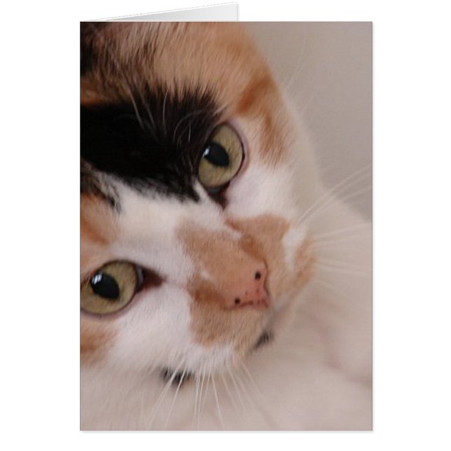 Calico Beauty Cat (Vorne)