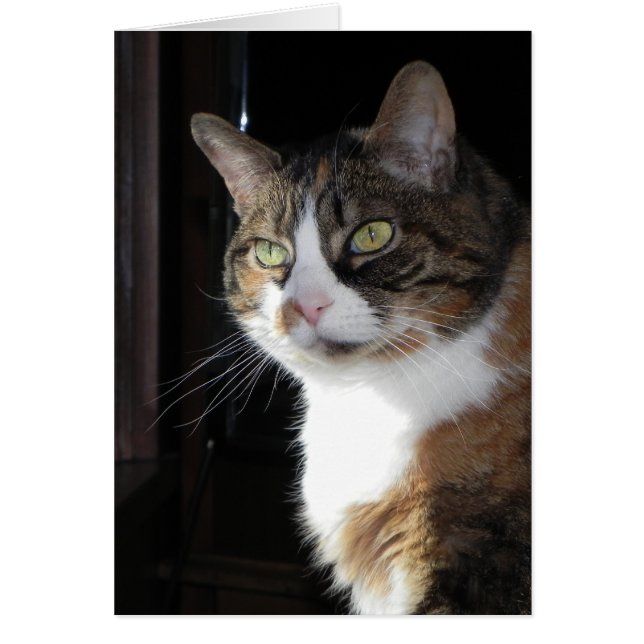 Calico Cat (Vorne)
