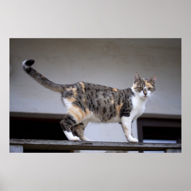 Calico Cat auf dem Balkon Poster (Vorne)