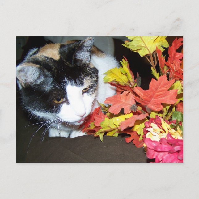 Calico Cat Autumn Postcard Postkarte (Vorderseite)