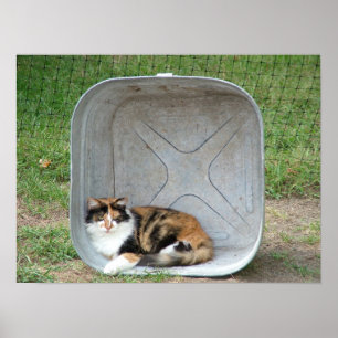 Calico Cat in Basin Poster