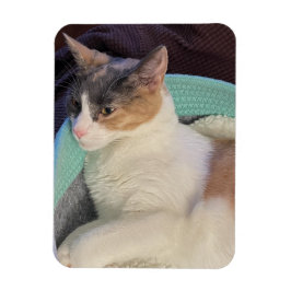 Calico Cat in Cat Bed Flexible Magnet
