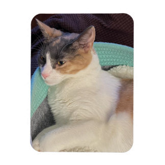 Calico Cat in Cat Bed Flexible Magnet