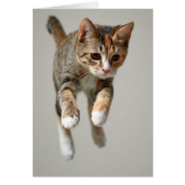 Calico Cat Jumping (Vorne)