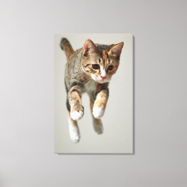 Calico Cat Jumping Leinwanddruck (Vorderseite)
