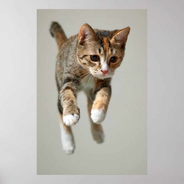 Calico Cat Jumping Poster (Vorne)