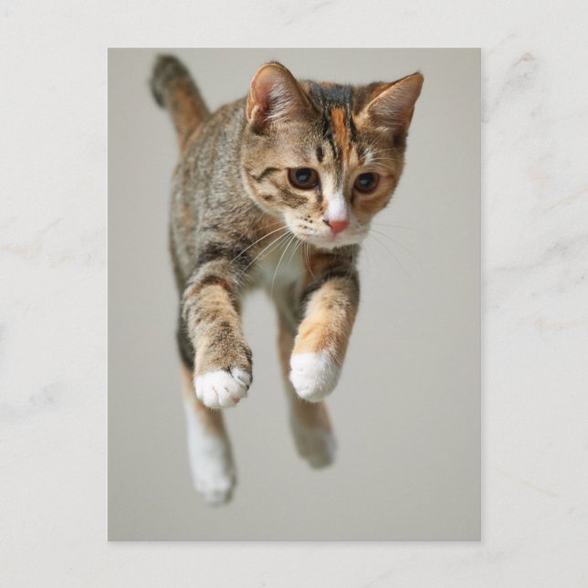 Calico Cat Jumping Postkarte (Vorderseite)